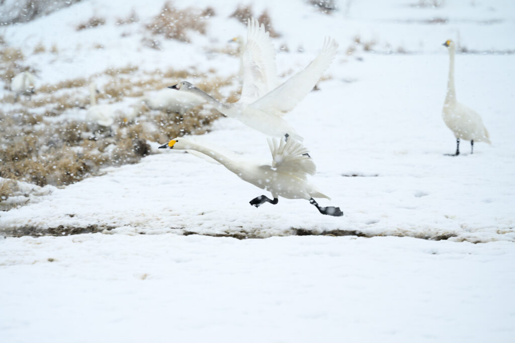 Nikon Z6IIIで撮影した、雪原を飛ぶ白鳥の写真