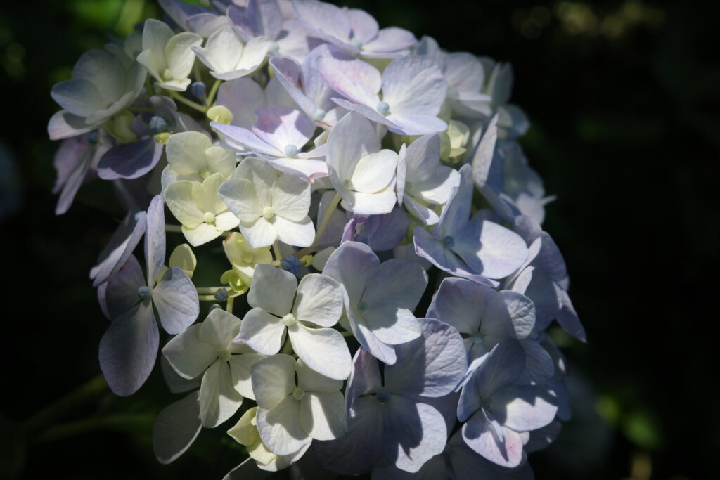 マクロレンズで撮影された紫陽花