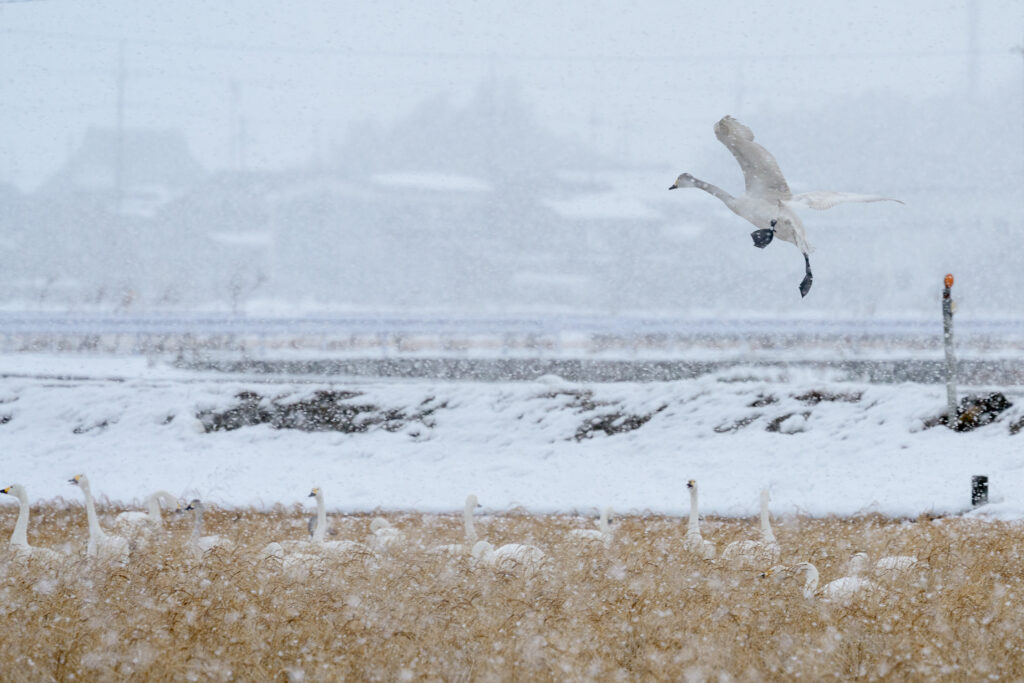 降雪の中で撮影した風景写真。防塵防滴があれば雨天でも撮影できることを示す例として使用。